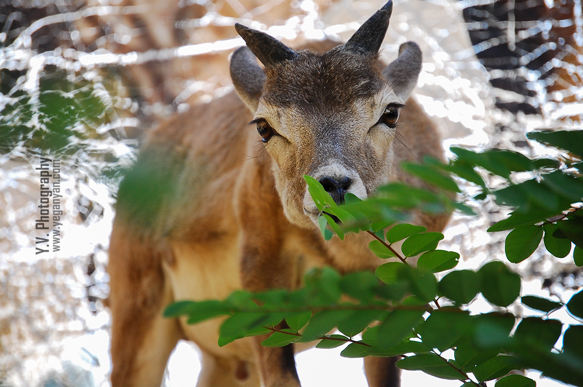 deerdeer